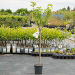 Redcurrant 'jonkheer Van Tets' | 1 x 3L | Red