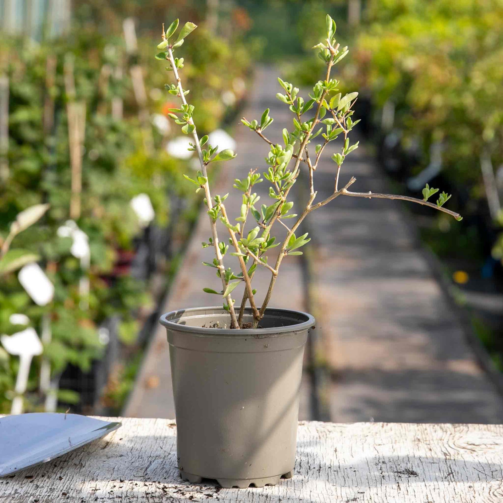 Goji Berry Plant - Hardy Perennial | 1 x 9cm | Red