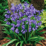 English Bluebell | 10 x Bulbs | Violet
