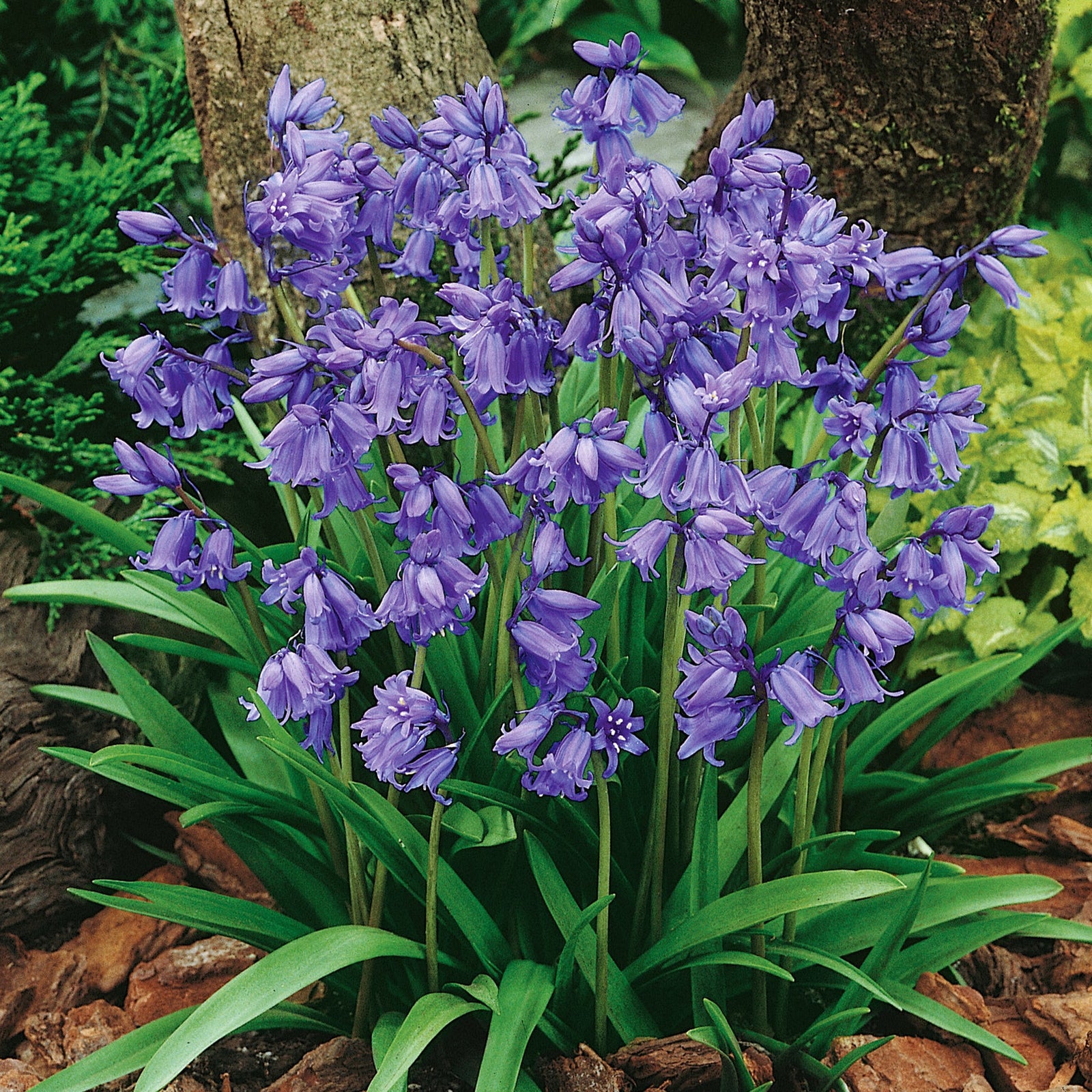 English Bluebell | 10 x Bulbs | Violet