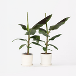 Canary Banana - 2 Pcs. - Musa 'dwarf Cavendish' - Height 90-100cm - ⌀21cm | Set-of-2 | Green