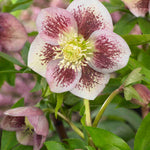 Pretty Hellebore Collection - 9cm pots | Set-of-4 | Multi