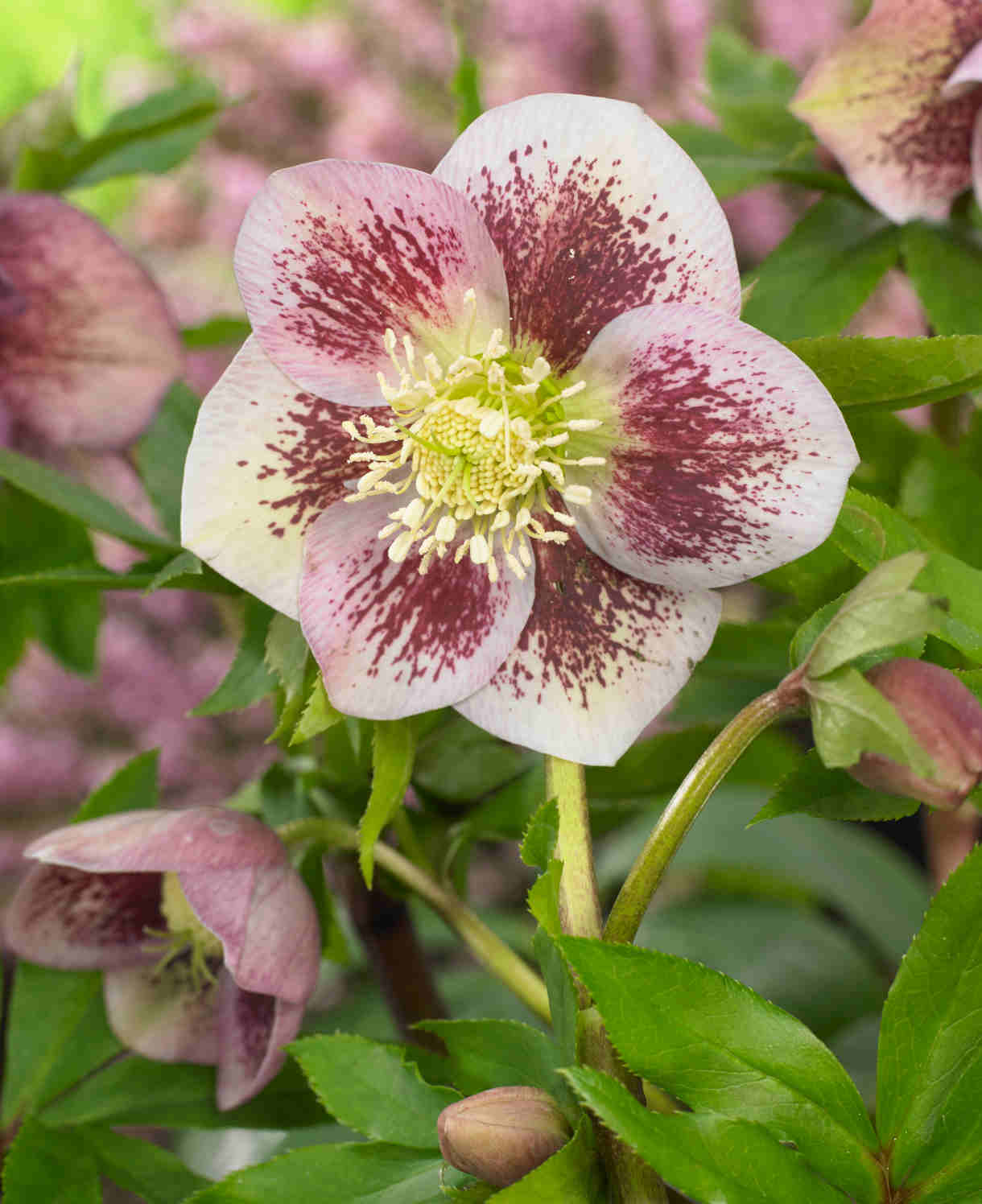 Pretty Hellebore Collection - 9cm pots | Set-of-4 | Multi