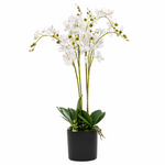 60cm  Design Uk Realistic Artificial Orchid Flower Display In Pot