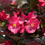 Begonia 'megawatt Rose With Bronze Leaf' - Long-flowering Bedding Plant | 6 x Plug Plants | Multi