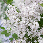 Syringa 'flowerfesta White' Dwarf Lilac | 1 x 3L | White