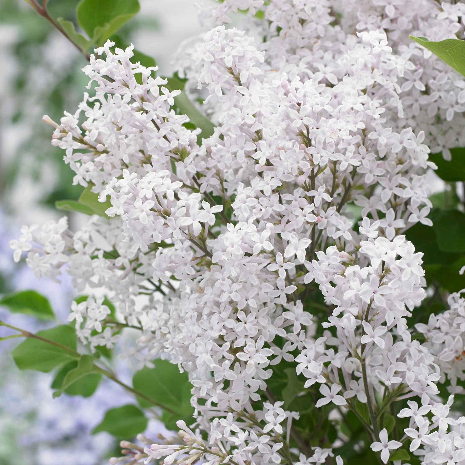 Syringa 'flowerfesta White' Dwarf Lilac | 1 x 3L | White