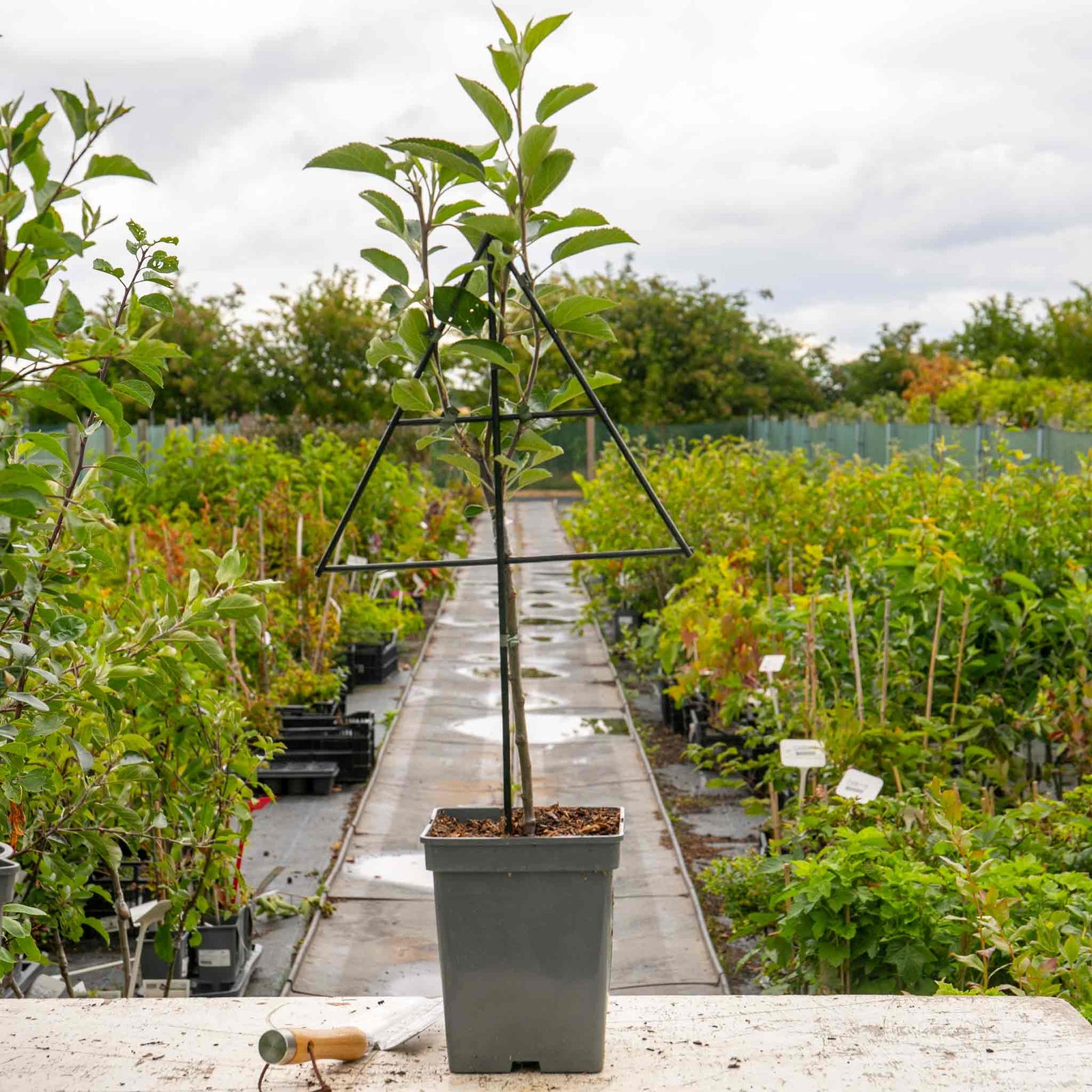 Patio Apple 'cox's Orange Pippin' - Mini Espalier, Bare-root, M26 Rootstock | 1 x 5L | Orange & Yellow