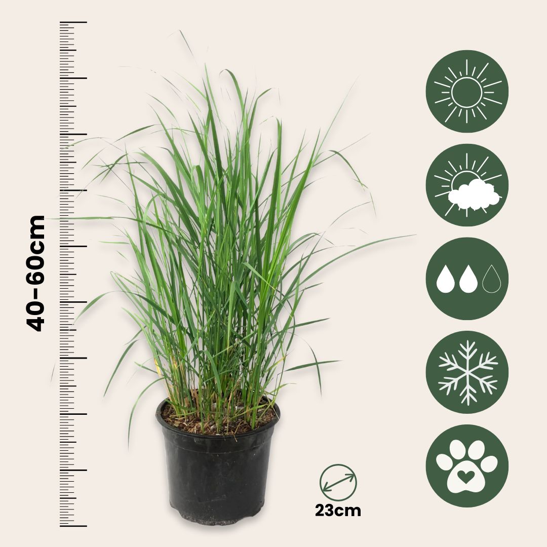 Feather Reed Grass - Calamagrostis 'karl Foerster' - Height 40-60cm - ⌀23cm | Set-of-1 | Green