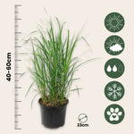 Feather Reed Grass - Calamagrostis 'karl Foerster' - Height 40-60cm - ⌀23cm | Set of 1 | Green