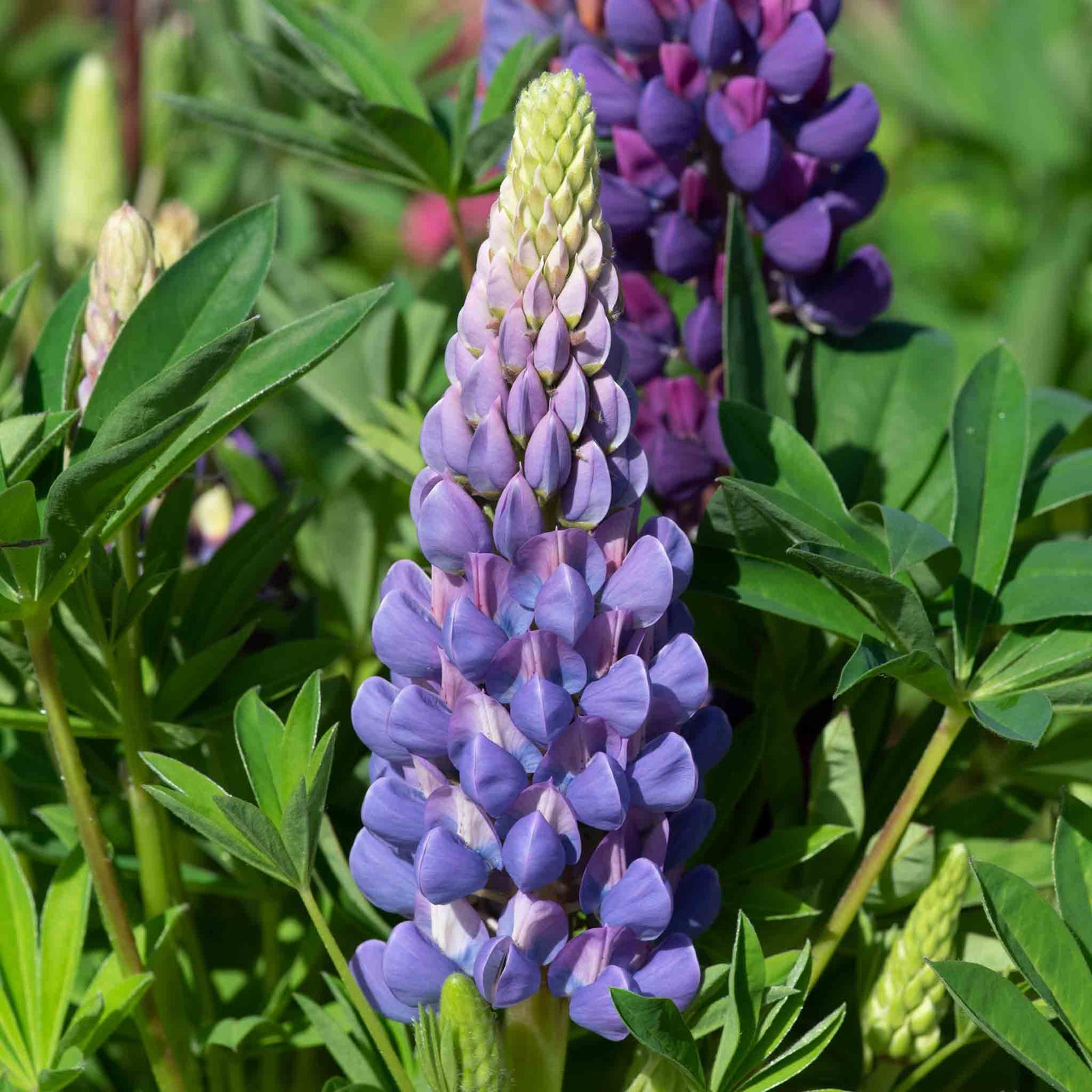 Lupin 'legendary Blue Shades' - Blue & Violet Perennial Spires | 3 x 9cm | Violet