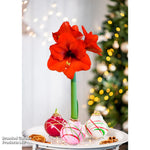 Amaryllis Touch Of Wax Art | Set of 1