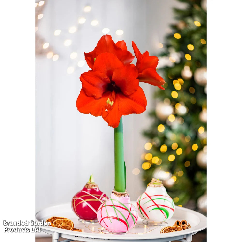 Amaryllis Touch Of Wax Art | Set of 1