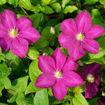 Clematis 'sunset' - 7cm pot | 3 x 7cm | Pink