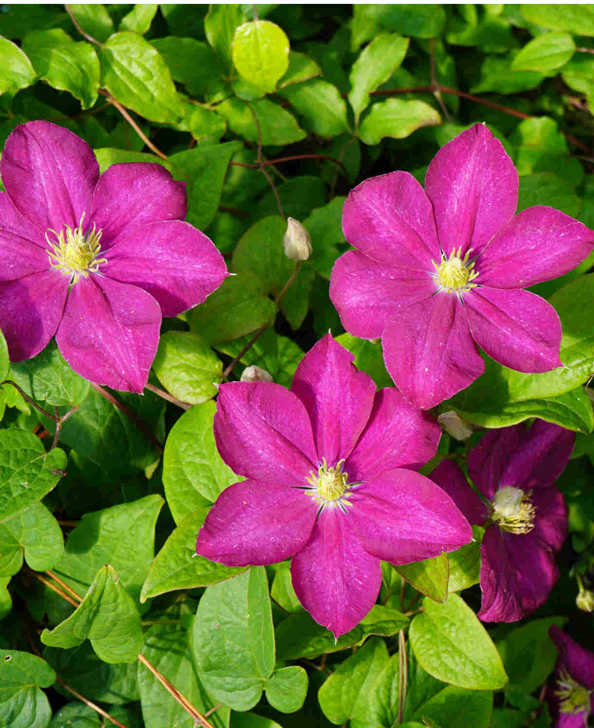 Clematis 'Sunset' - 7cm pot | 1 x 7cm | Pink
