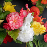 Begonia 'nonstop Mix' Double-flowering Shade-loving Bedding Plant | 20 x Pro Grower Plugs | Multi