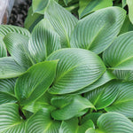 Hosta Slug Resistant Collection, 3 Bare Roots | 3 x Bare Root | Chartreuse