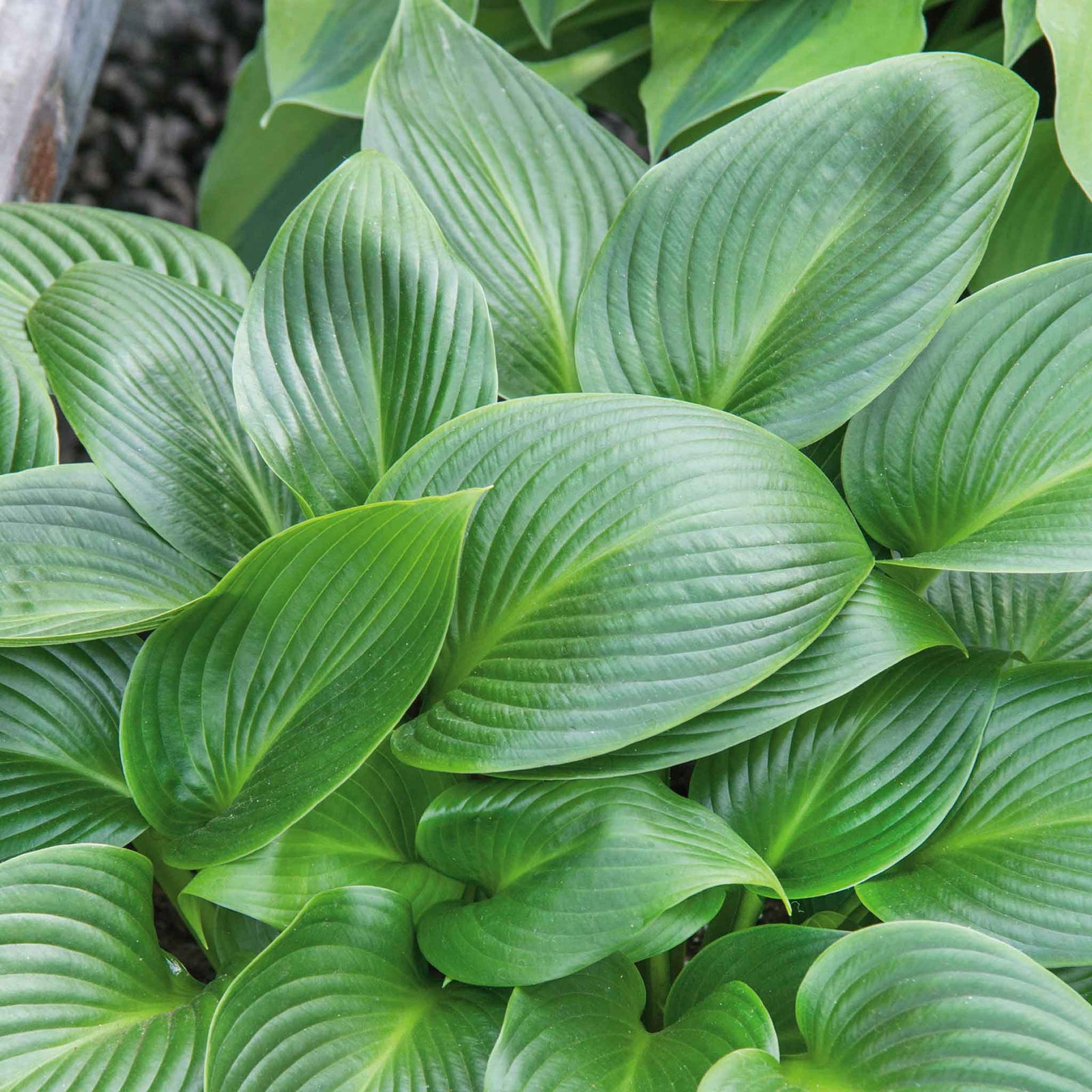Hosta Slug Resistant Collection, 3 Bare Roots | 3 x Bare Root | Chartreuse