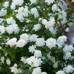 Philadelphus 'pearls Of Perfume' | 1 x 3L | White
