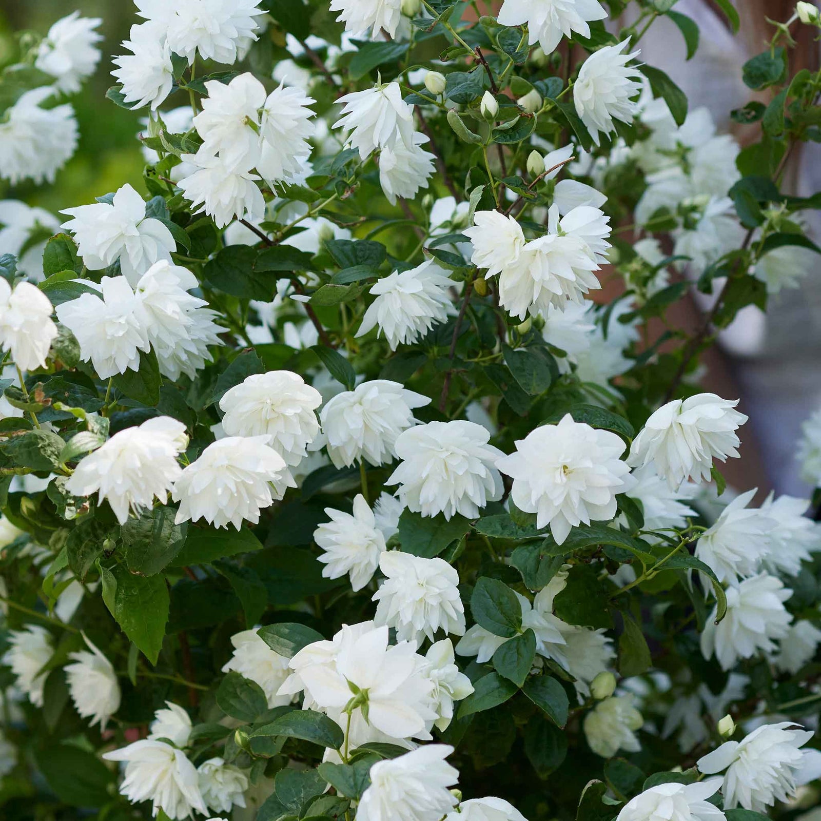 Philadelphus 'pearls Of Perfume' | 1 x 3L | White
