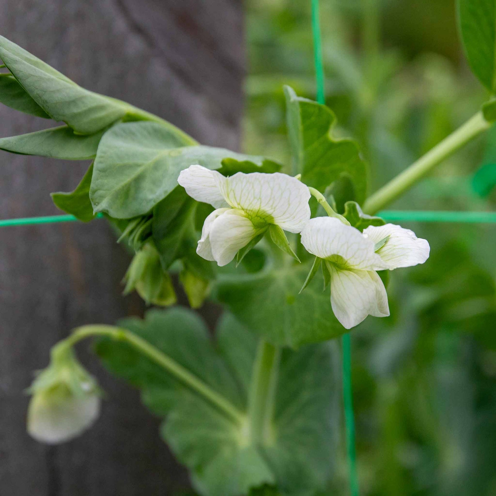 Pea 'alderman' Maincrop - Multi-sown Despatched From May | 12 x Plug Plants | Green