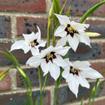 All Summer Long Mixed Flower | 250 x Bulbs | Yellow