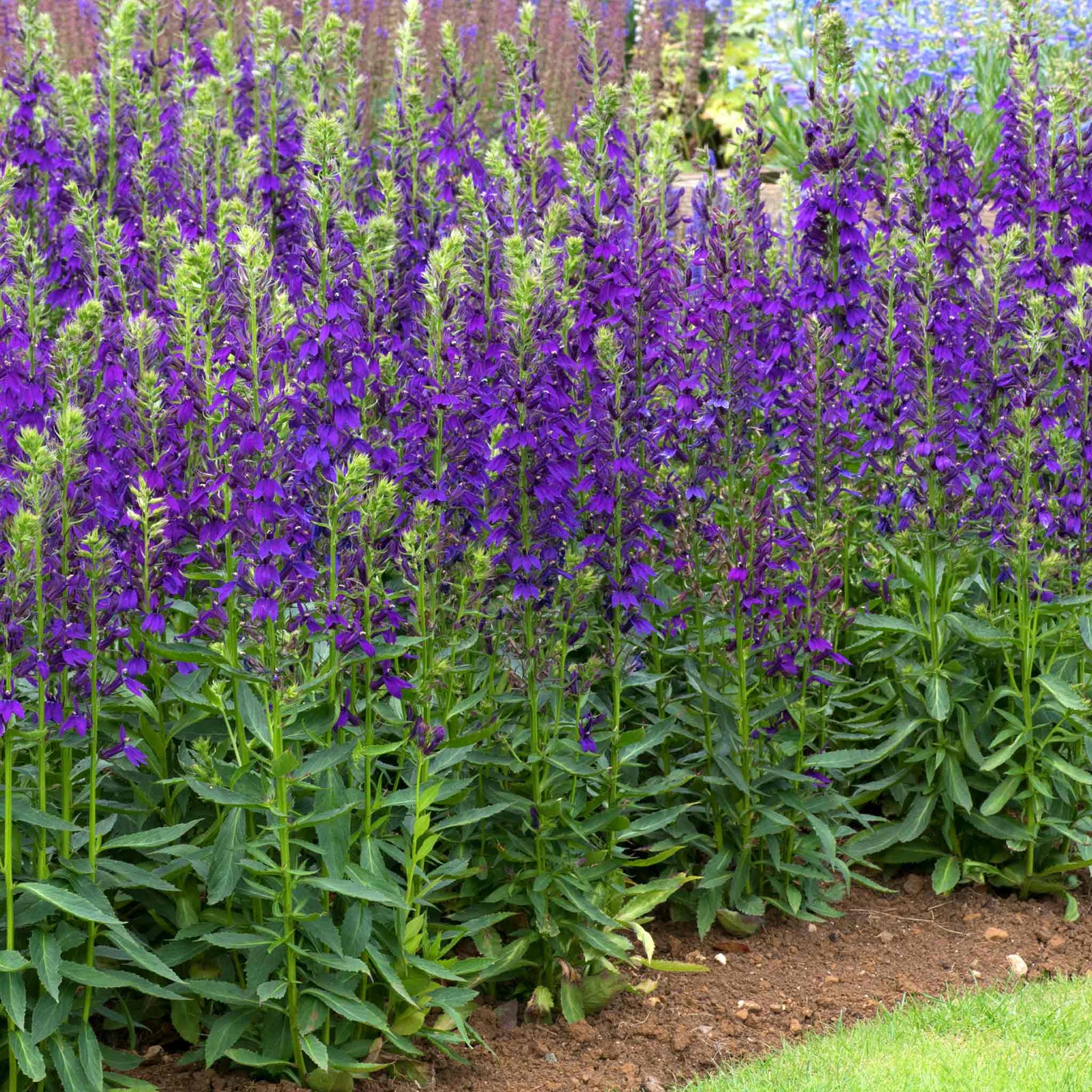Lobelia 'starship Blue' | 6 x Jumbo Plugs | Multi