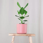 Autograph Tree - 4 Pcs. - Clusia Rosea 'princess' - Height 25-35cm - ⌀12cm | Set of 4 | Green