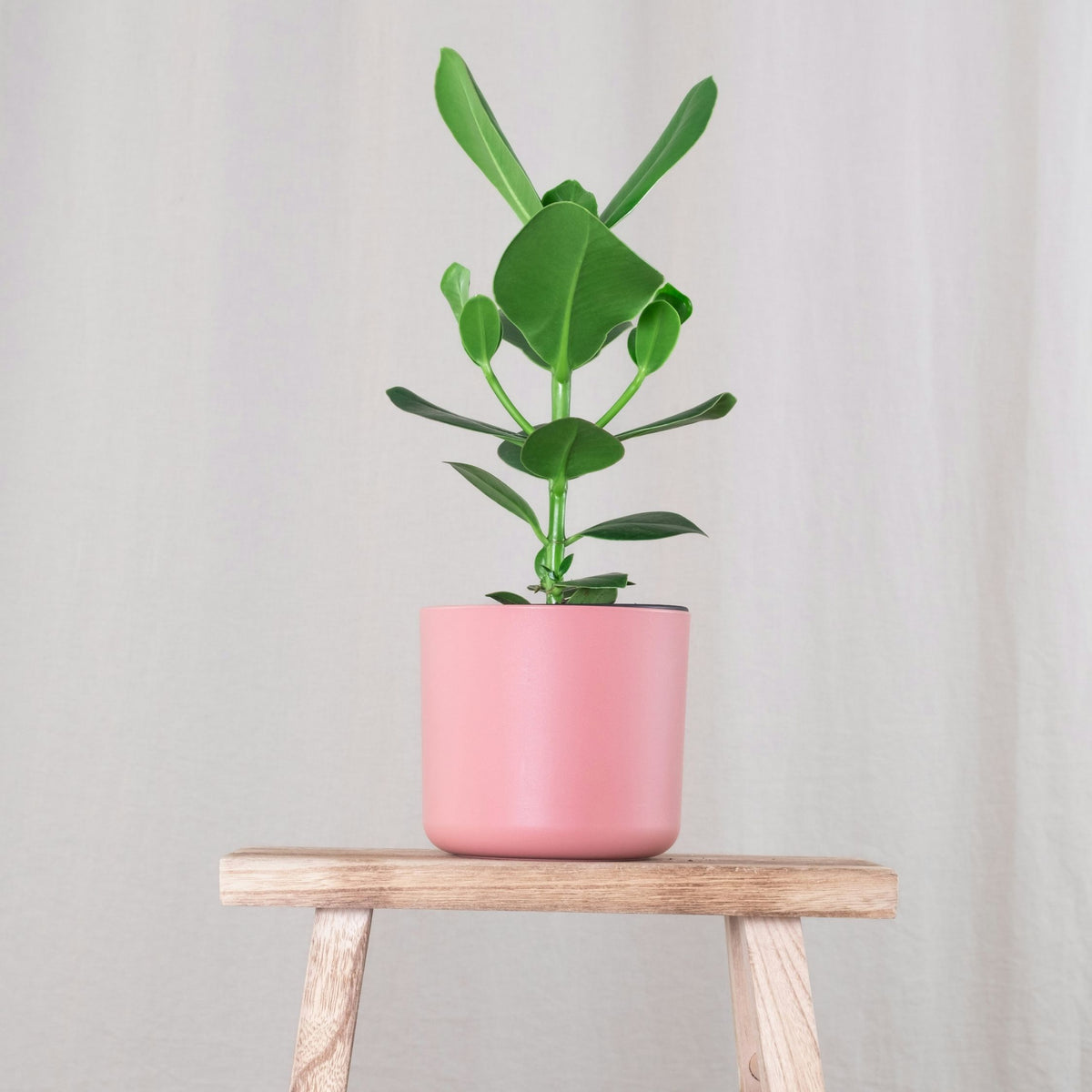 Autograph Tree - 4 Pcs. - Clusia Rosea 'princess' - Height 25-35cm - ⌀12cm | Set of 4 | Green