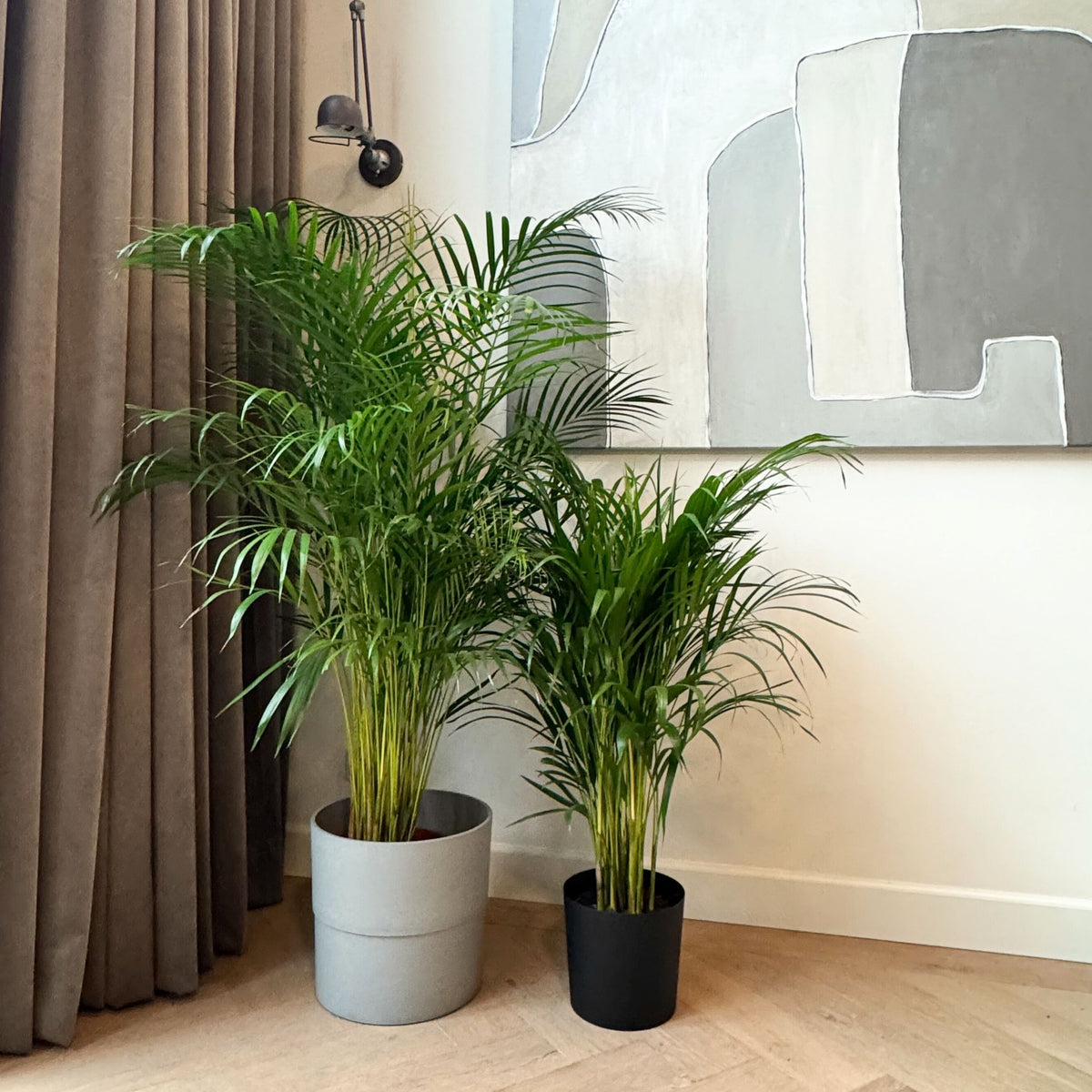 Areca Palm 'golden Cane' - Dypsis Lutescens - Height 100-120cm - ⌀21cm | Set of 1 | Green