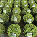Buxus Sempervirens Extra Large Ball Shaped Plants 30cm Round 7.5 Litre Pot