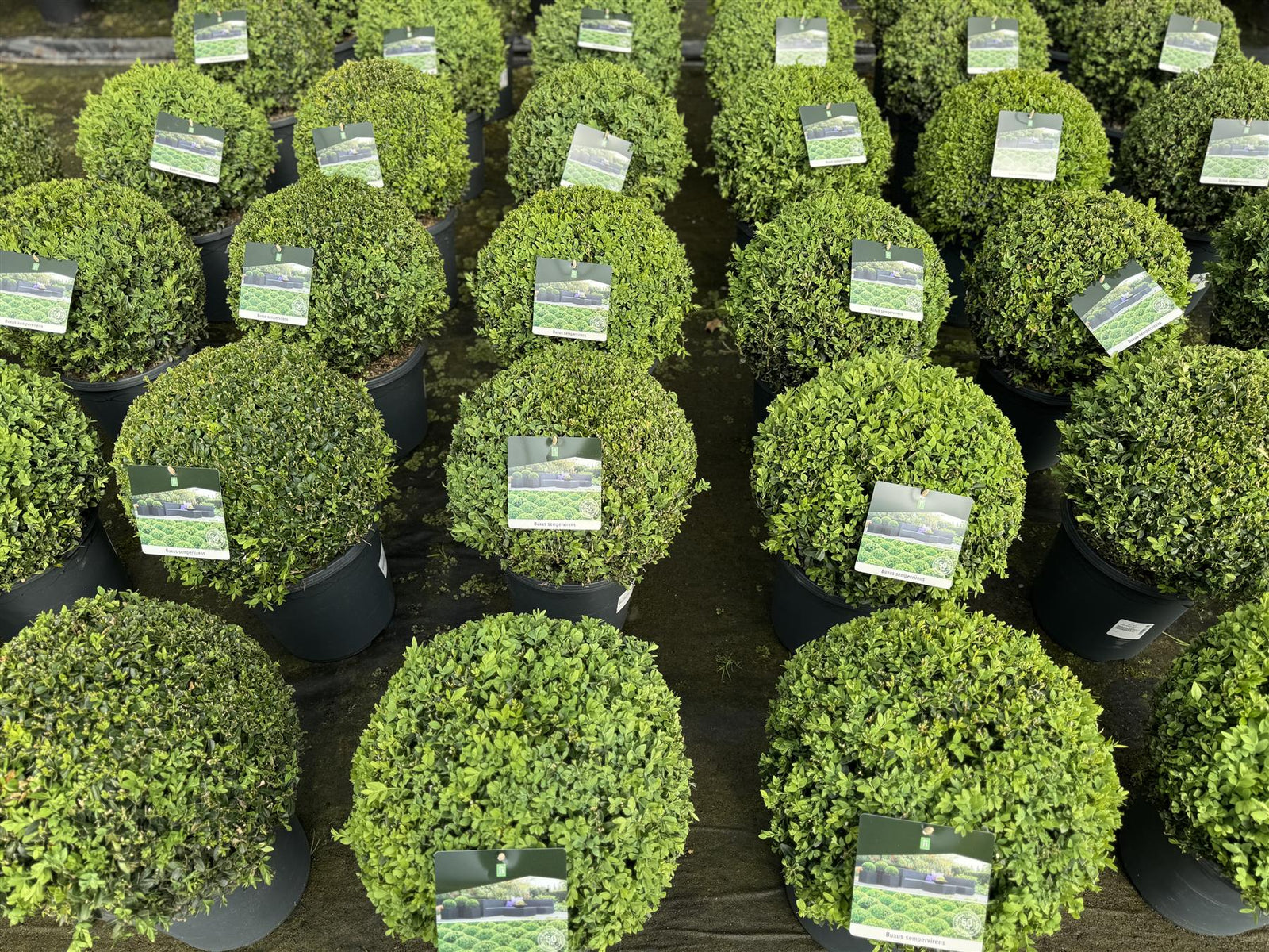 Buxus Sempervirens Extra Large Ball Shaped Plants 30cm Round 7.5 Litre Pot