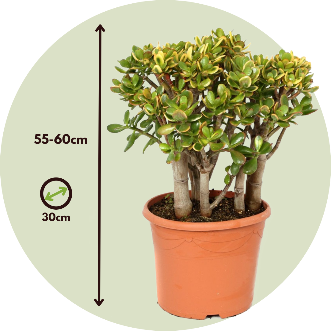Jade Plant - Crassula Ovata 'sunset' - Height 55-60cm - ⌀30cm | Set of 1 | Green
