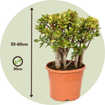 Jade Plant - Crassula Ovata 'sunset' - Height 55-60cm - ⌀30cm | Set-of-1 | Green