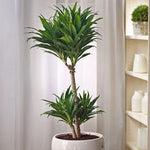 Dragon Tree - Dracaena Surculosa - Height 50-65cm - ⌀17cm | Set of 1 | Green