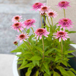 Echinacea Purpurea 'butterfly Kisses' - 9cm Pots | 3 x 9cm | Pink