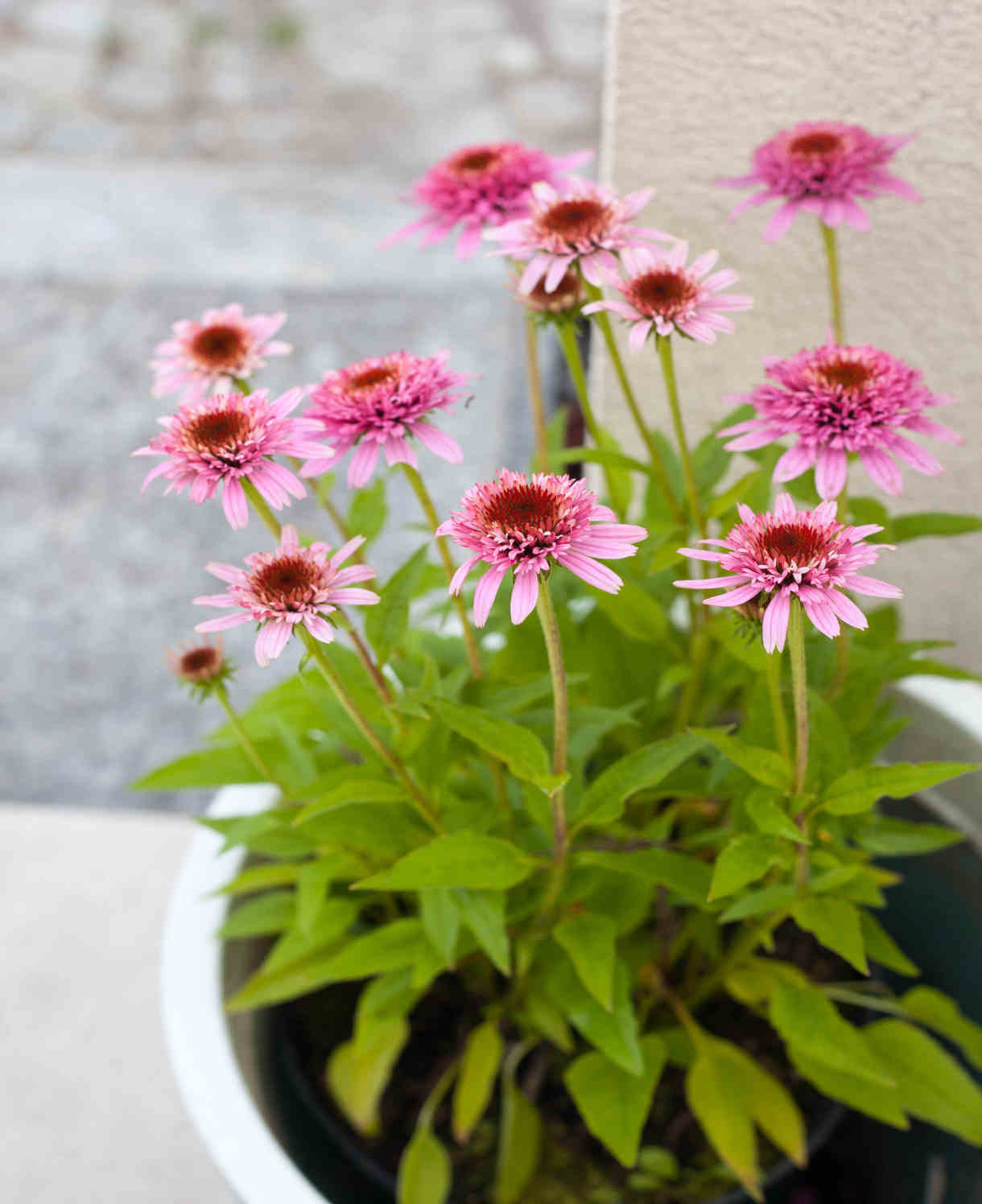 Echinacea Purpurea 'butterfly Kisses' - 9cm Pots | 3 x 9cm | Pink