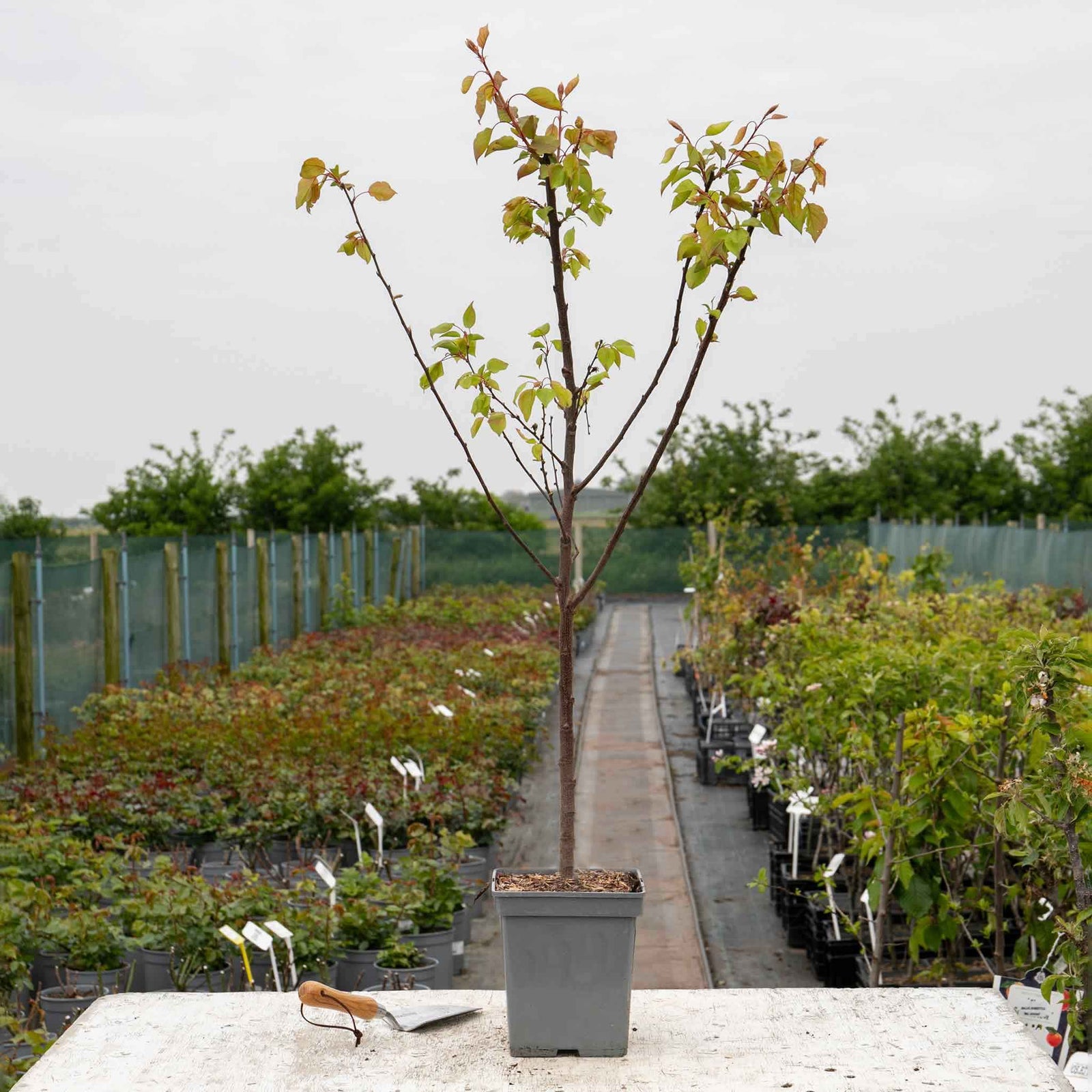 Apricot Tree 'tros Orange' Dwarf Patio | 1 x 5L | Orange