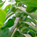 Brussels Sprout Plant 'clodius' | 16 x Pro Grower Plugs | Green