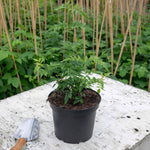 Jasmine 'starry Starry Summer Night' Climbing Plant | 1 x 9cm | Green & Pink
