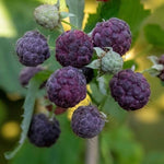 Glen Coe Thornless Purple Raspberry Plant | 1 x 2L