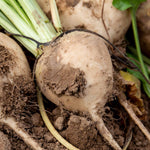 Beetroot Mix | 12 x Garden Ready Plugs | Multi Colour