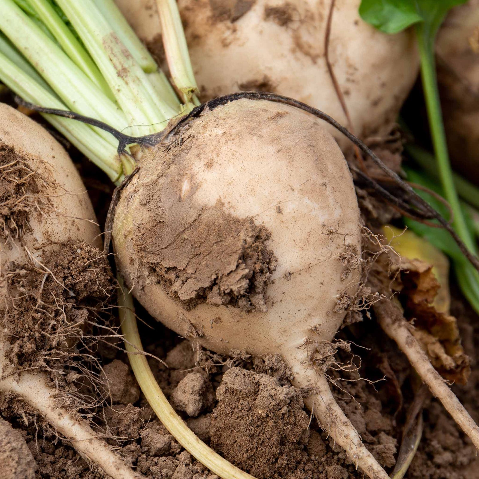 Beetroot Mix | 12 x Garden Ready Plugs | Multi Colour