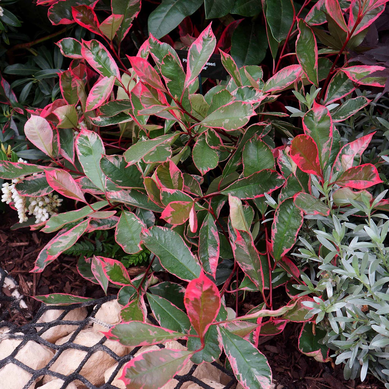 Photinia X Fraseri 'louise' Variegated Evergreen, Compact Hedge And Small Tree | 1 x 3L | Green & Pink