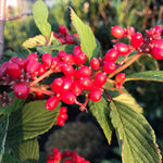 Viburnum Plicatum 'kilimandjaro' 3l Shrub | Set of 1 | White