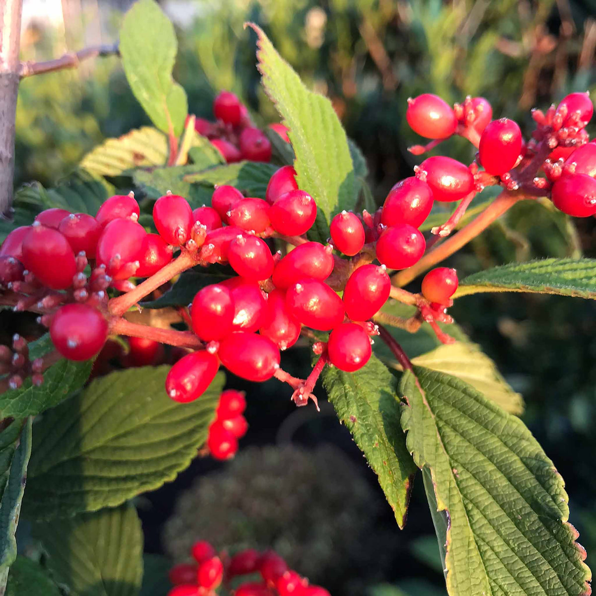 Viburnum Plicatum 'kilimandjaro' 3l Shrub | Set of 1 | White