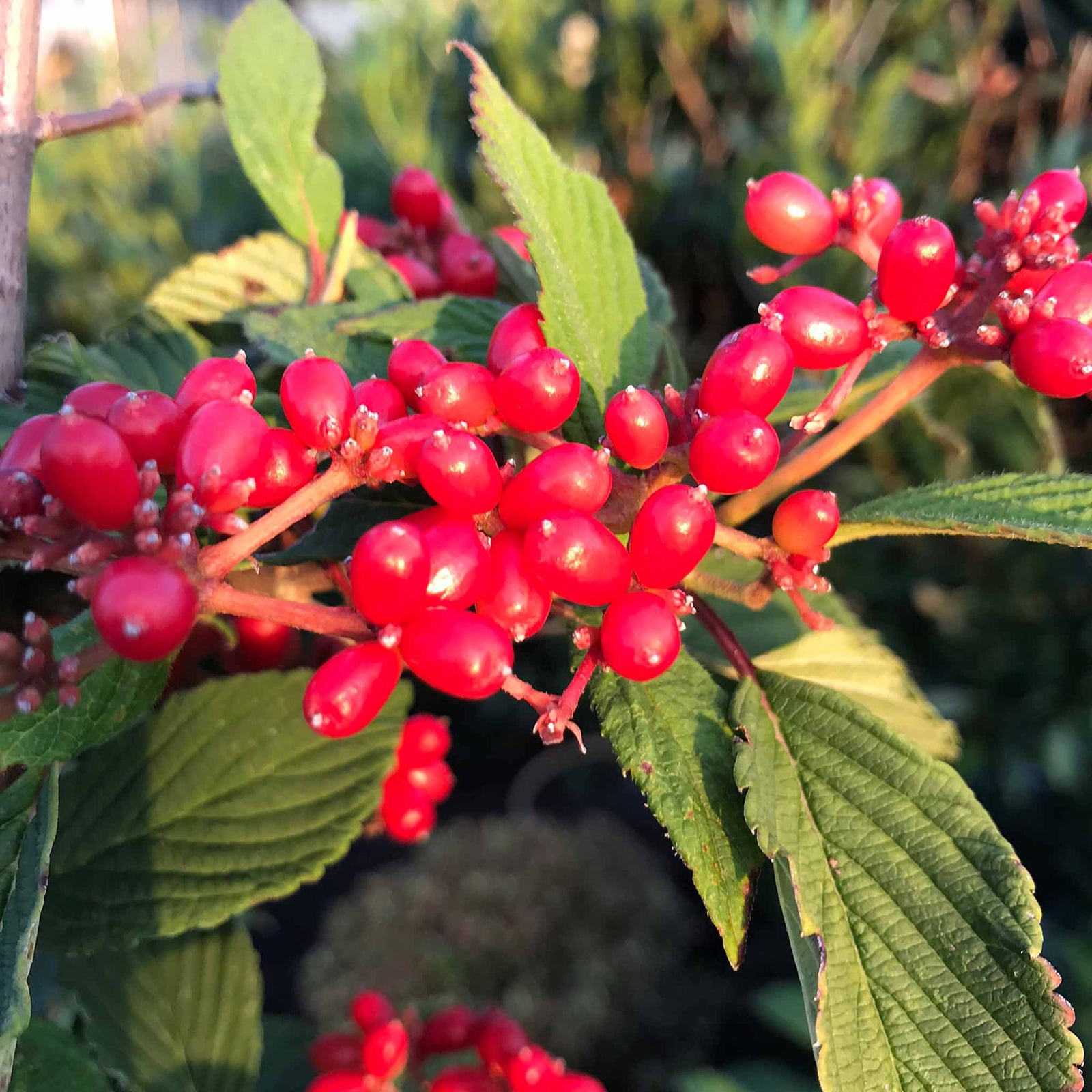 Viburnum Plicatum 'kilimandjaro' 3l Shrub | Set-of-1 | White