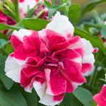 Hayloft Petunia Tumbelina Scarlet Ripple - 12 Young Plants