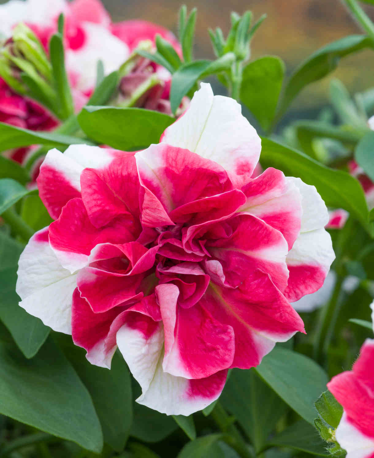 Hayloft Petunia Tumbelina Scarlet Ripple - 12 Young Plants