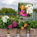 Alstroemeria 'inticancha Bryce' Peachy Orange Compact Perennial Jumbo Plug Plants | Set of 3 | Orange